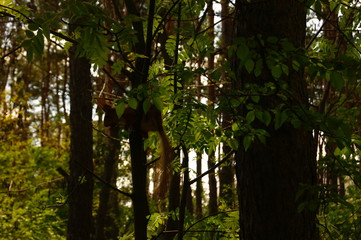 Fototapeta premium Hiding squirrel