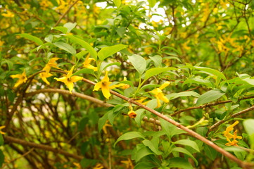 Fototapeta na wymiar branch of a tree with fruits