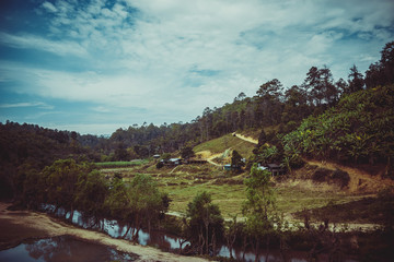 Fototapeta na wymiar Thai forest