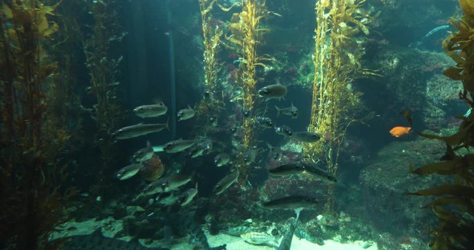 Fish and other animals swimming in a large aquarium. School oif fish swim by while leopard sharks and other colorful creatures swim by. Shot in 4k slowmotion.mov