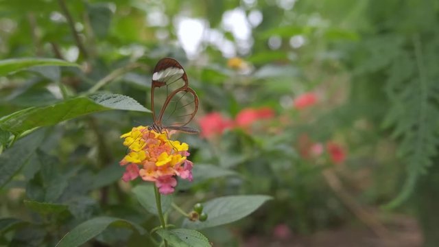 A Greta Oto Glasswing butterfly inserts his feeding probe into a tropical flower to feed of it's nectar.