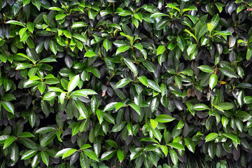 Fresh green leaves pattern background. Nature background. Summer nature