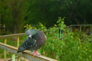 pigeon in the park