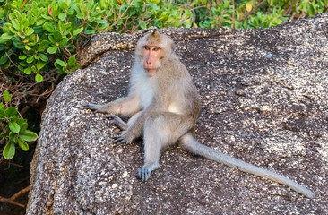 Monkey at the rocks of Phangan island, Thailand