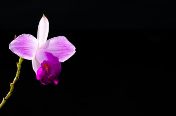 Pink color bamboo orchid (Arundina graminifolia) is a orchid with reedy stems isolated on dark background with space for text.