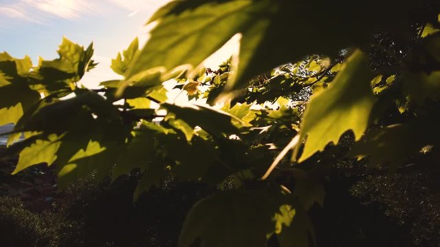 Piante e cespugli mossi dal vento in campagna.