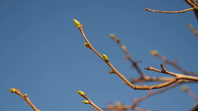 Fiori su rami si muovono col vento