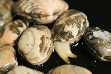 二枚貝のアサリ（日本でよく食べられる。味噌汁にいれるための貝）