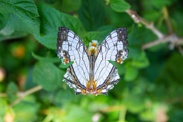 羽を広げたイシガキチョウ（イシガケチョウ）（日本）