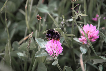 Bumble bee collecting nectar from a flower in the spring time