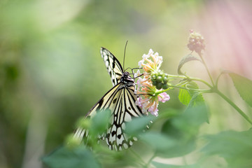 オオゴマダイラ（Idea Leuconoe）が花の蜜を吸う