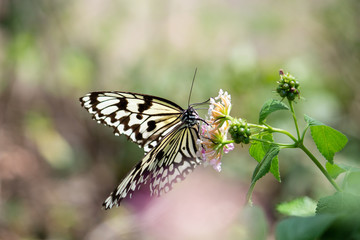 オオゴマダイラ（Idea Leuconoe）が花の蜜を吸う