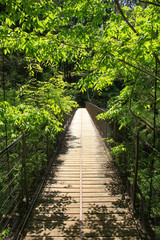 日本の東京の奥多摩にある吊り橋（新緑の美しい季節）