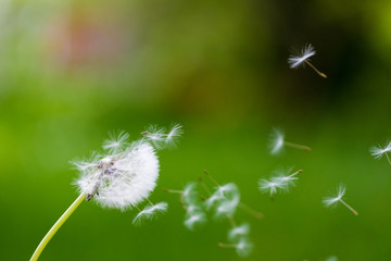 Naklejka premium Dandelion flying on green background