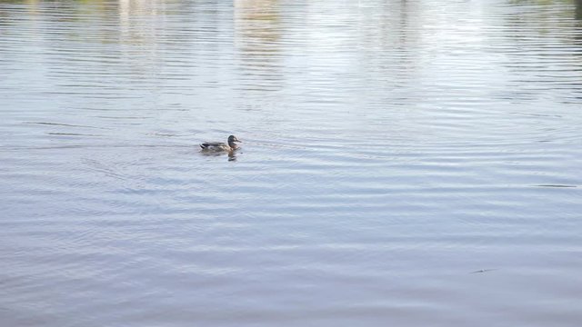 Anatre in un parco naturale vicino al lago