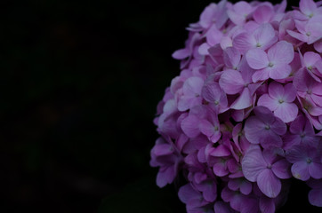 Bush of pink hydrangea flowers on black background with space for text.