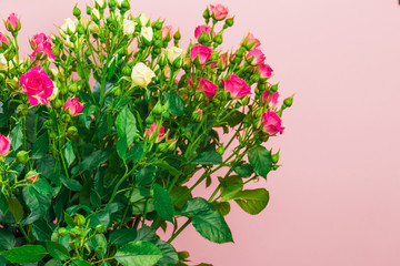 bouquet of small colored roses on a rose  background  - Image