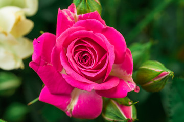 bouquet of small colored roses on a rose  background close up view  - Image