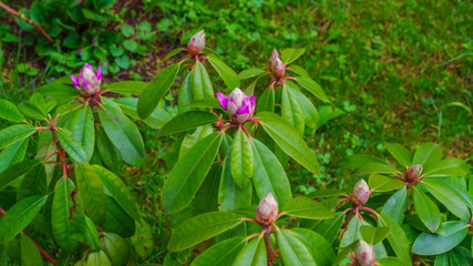 Obraz premium Rhododendrenbusch mit Knospen
