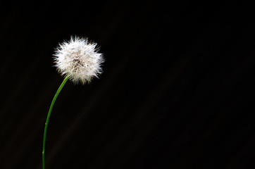 Dandelion seed isolated on dark background with space for text.