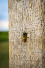 Nahaufnahme einer Biene auf einer hölzernen Oberfläche