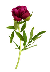 Red peony flower with green leaves