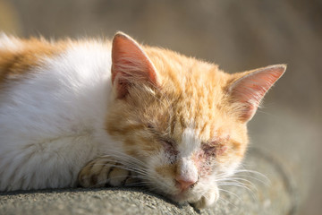 居眠り　野良猫