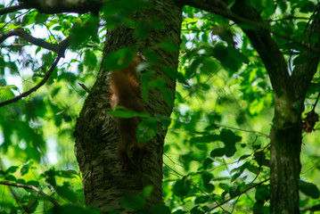 Eichhörnchen am Baum