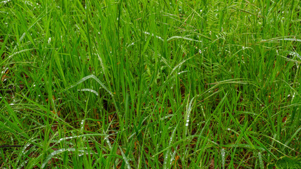 Gras nach dem Regen mit Regentropfen benetzt