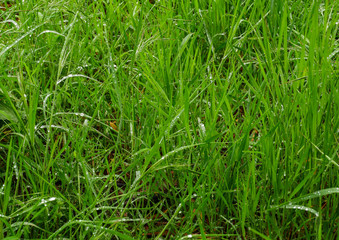 Gras nach dem Regen mit Regentropfen benetzt