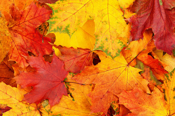 Naklejka na ściany i meble Closeup of autumn colorful leaves