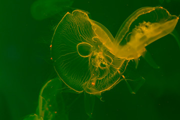 Close-up Jellyfish, Medusa in fish tank with neon light. Jellyfish is free-swimming marine coelenterate with a jellylike bell- or saucer-shaped body that is typically transparent.