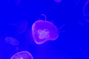 Close-up Jellyfish, Medusa in fish tank with neon light. Jellyfish is free-swimming marine coelenterate with a jellylike bell- or saucer-shaped body that is typically transparent.