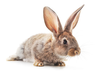 One brown rabbit.