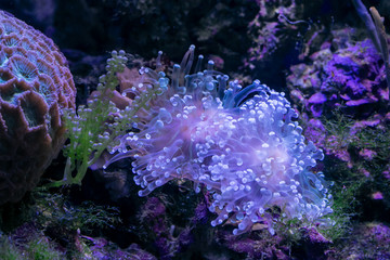 Obraz premium Beautiful sea flower in underwater world with corals and fish. Nature background.