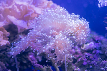 Fototapeta na wymiar Beautiful sea flower in underwater world with corals and fish. Nature background.
