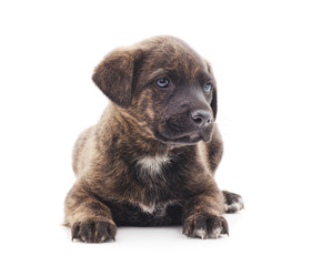 Obraz premium One black dog.