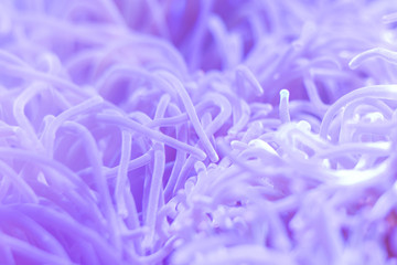 Beautiful sea flower in underwater world with corals  and fish. Nature background.