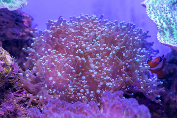 Naklejka na ściany i meble Beautiful sea flower in underwater world with corals and fish. Nature background.