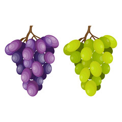 Bunch of grapes, vector illustration