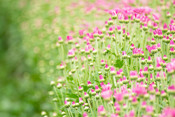 Obraz na płótnie Canvas Chrysanthemums, mums or chrysanths with blur for background.