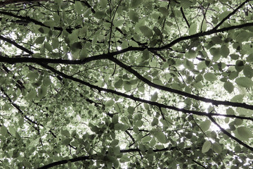 Frisches Buchenlaub im Frühling, von unten fotografiert, Himmel im Hintergrund