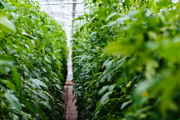 Greenhouse with tomatoes, long aisle between green plants