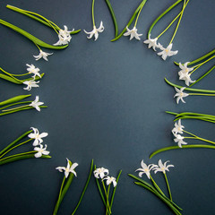 Small white chionodoxa flowers on dark green background