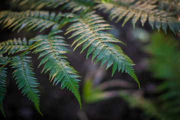 Close up of a Tree Fern leaf