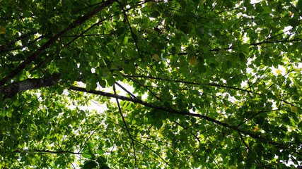 green leaves in the forest