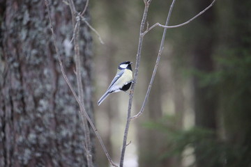 bird on a branch