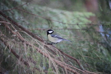 bird on a branch
