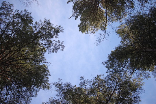 A pic of the sky between the tree tops