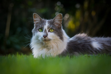Naklejka na ściany i meble Grey and white Cat in the grass